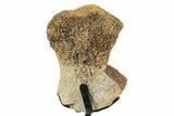 Fossil Hadrosaur Limb Bone Section w/ Metal Stand - South Dakota #339914-1
